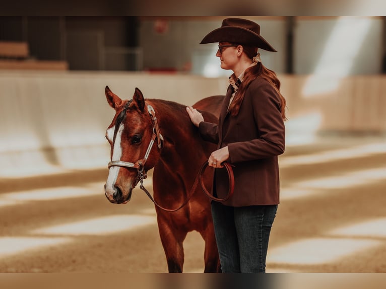 American Quarter Horse Wallach 2 Jahre Rotbrauner in Roskilde