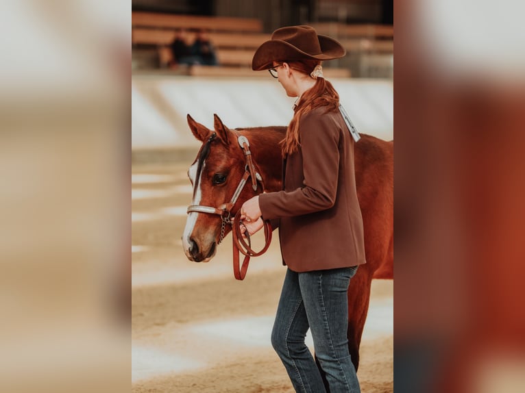 American Quarter Horse Wallach 2 Jahre Rotbrauner in Roskilde