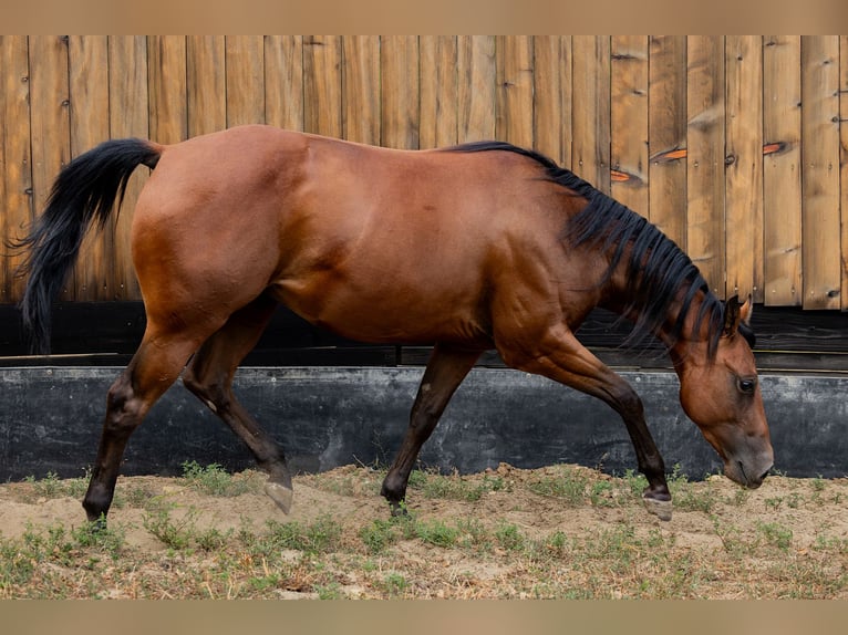American Quarter Horse Wallach 2 Jahre Rotbrauner in Csókakő