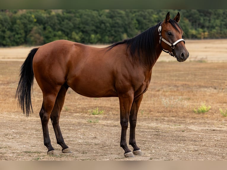 American Quarter Horse Wallach 2 Jahre Rotbrauner in Csókakő