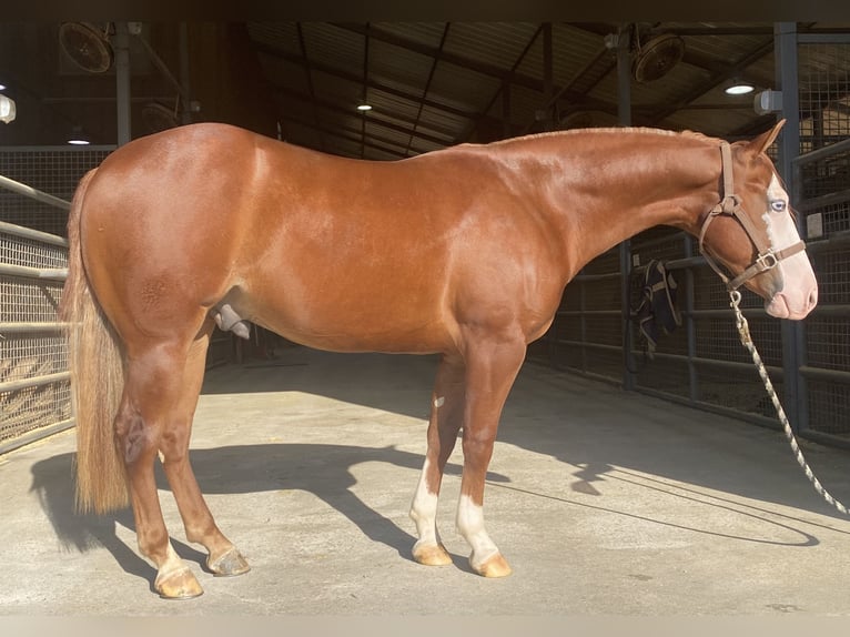 American Quarter Horse Wallach 2 Jahre Rotfuchs in Marietta