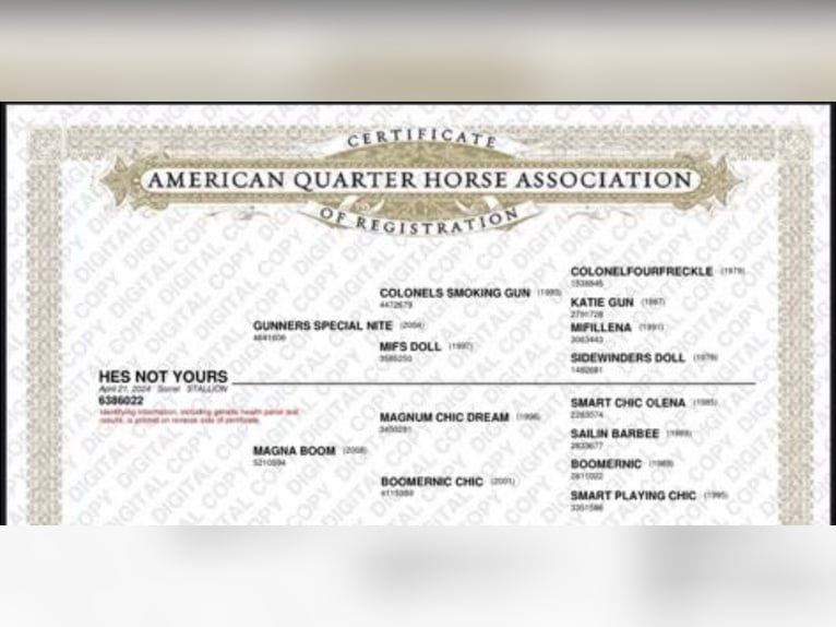 American Quarter Horse Wallach 2 Jahre Rotfuchs in Marietta
