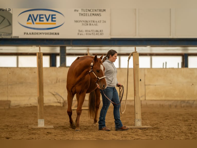 American Quarter Horse Wallach 2 Jahre Rotfuchs in Baal