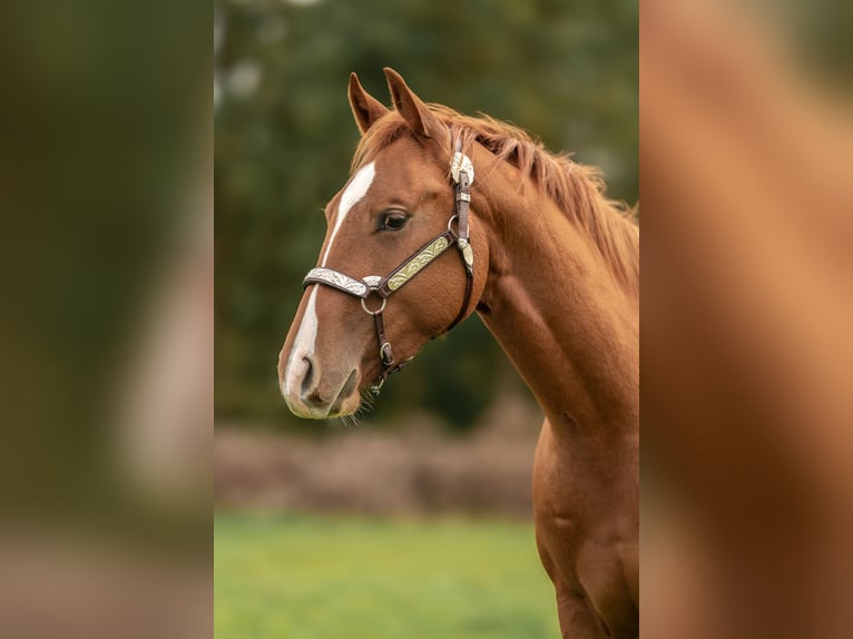 American Quarter Horse Wallach 2 Jahre Rotfuchs in Baal