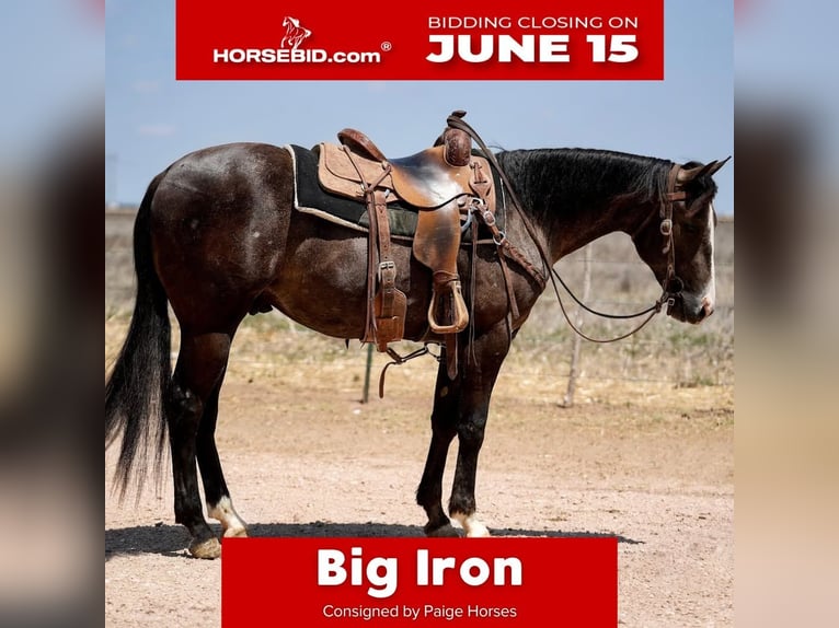 American Quarter Horse Wallach 2 Jahre Schimmel in Amarillo