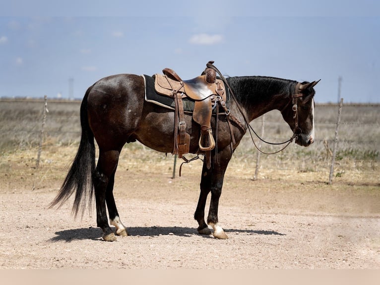 American Quarter Horse Wallach 2 Jahre Schimmel in Amarillo