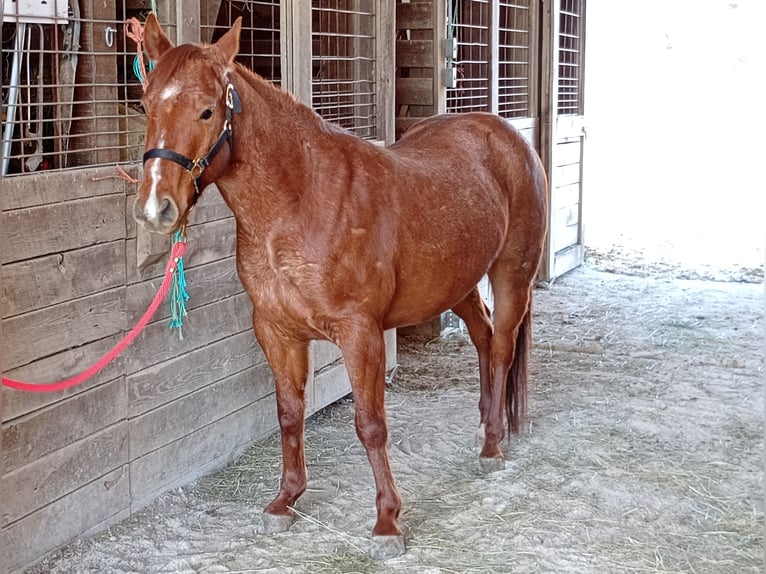 American Quarter Horse Wallach 3 Jahre 132 cm Roan-Red in Jefferson City
