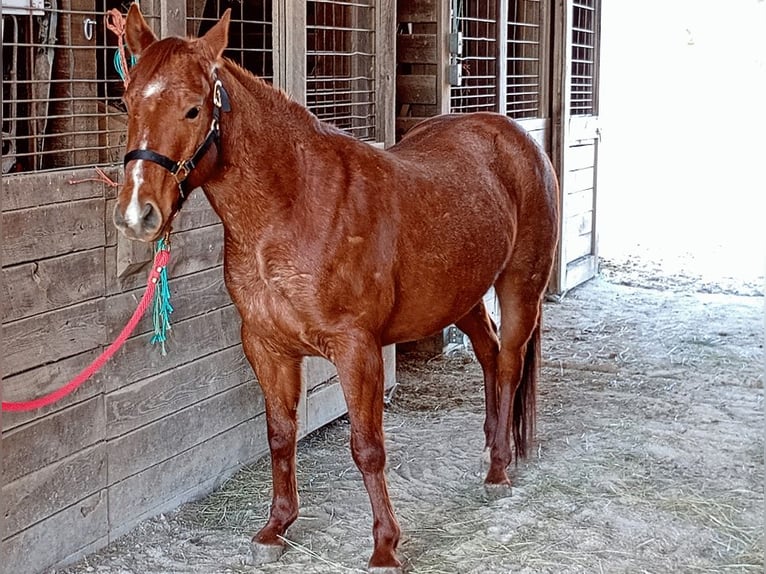 American Quarter Horse Wallach 3 Jahre 132 cm Roan-Red in Jefferson City