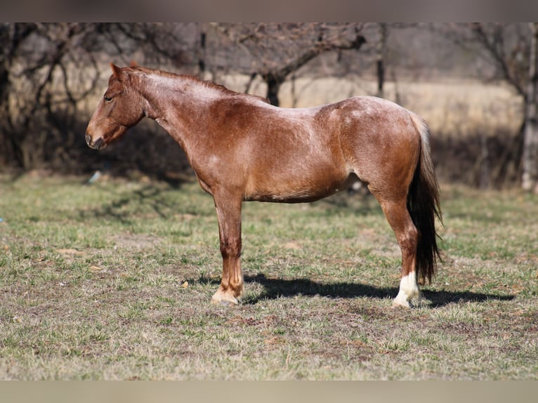 American Quarter Horse Wallach 3 Jahre 132 cm Roan-Red in Bolivar Mo