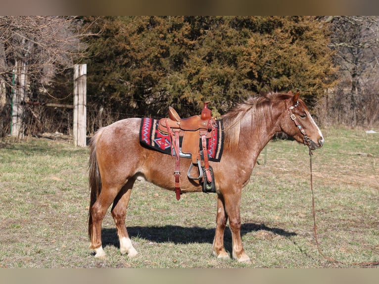 American Quarter Horse Wallach 3 Jahre 132 cm Roan-Red in Bolivar Mo