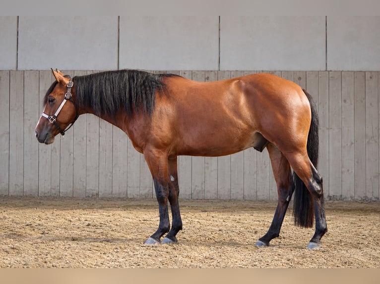 American Quarter Horse Wallach 3 Jahre 140 cm Brauner in Völs am Schlern