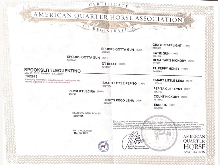 American Quarter Horse Wallach 3 Jahre 140 cm Buckskin in Eibiswald