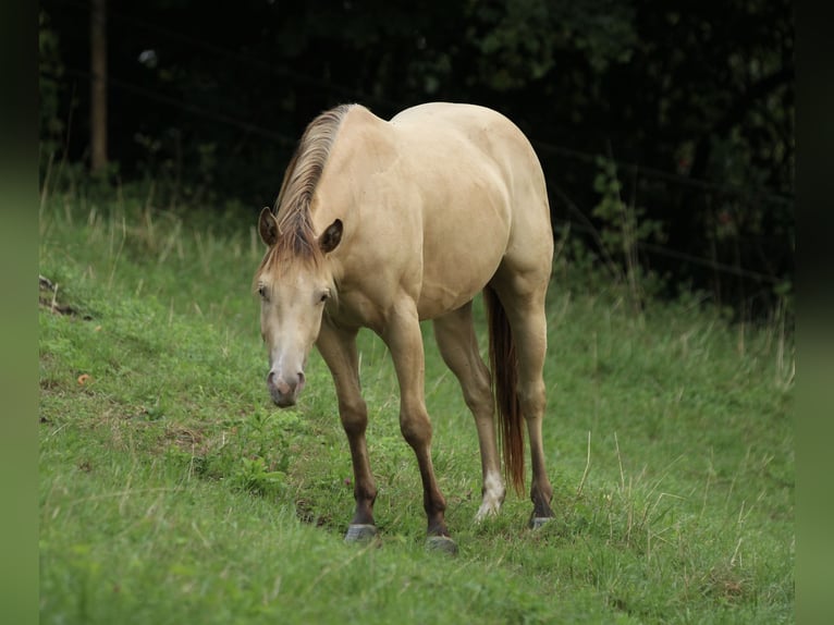 American Quarter Horse Wallach 3 Jahre 140 cm Champagne in Waldshut-Tiengen