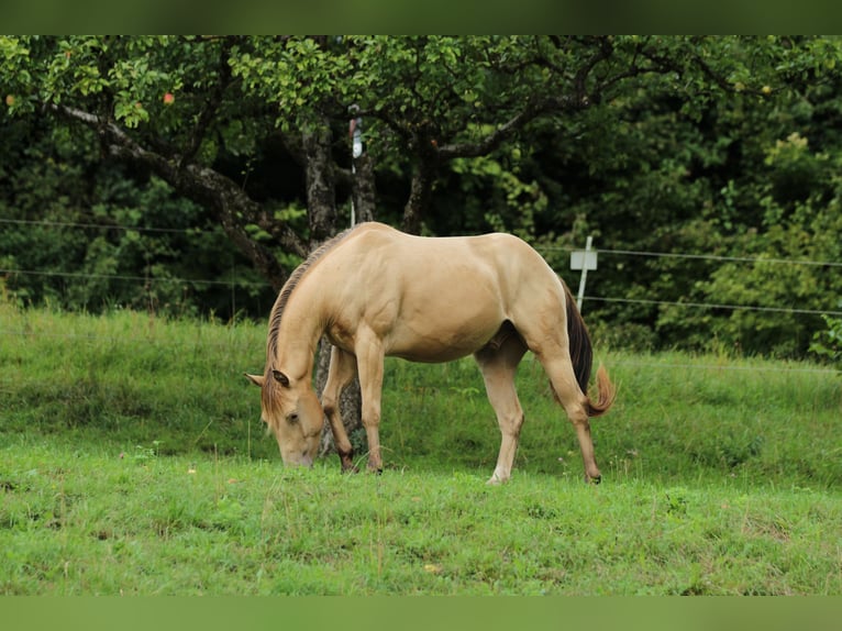 American Quarter Horse Wallach 3 Jahre 140 cm Champagne in Waldshut-Tiengen