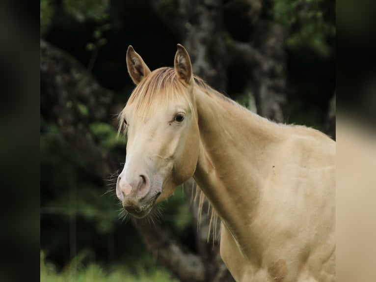 American Quarter Horse Wallach 3 Jahre 140 cm Champagne in Waldshut-Tiengen