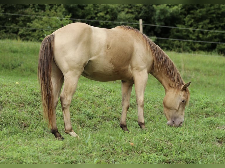 American Quarter Horse Wallach 3 Jahre 140 cm Champagne in Waldshut-Tiengen