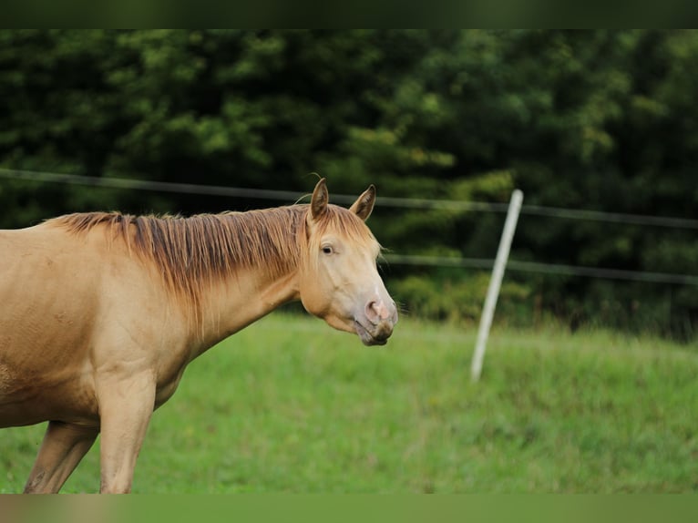 American Quarter Horse Wallach 3 Jahre 140 cm Champagne in Waldshut-Tiengen