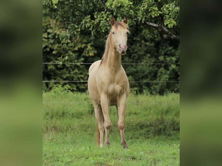 American Quarter Horse Wallach 3 Jahre 140 cm Champagne in Waldshut-Tiengen