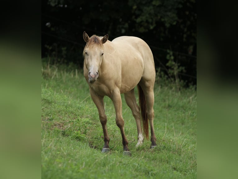 American Quarter Horse Wallach 3 Jahre 140 cm Champagne in Waldshut-Tiengen