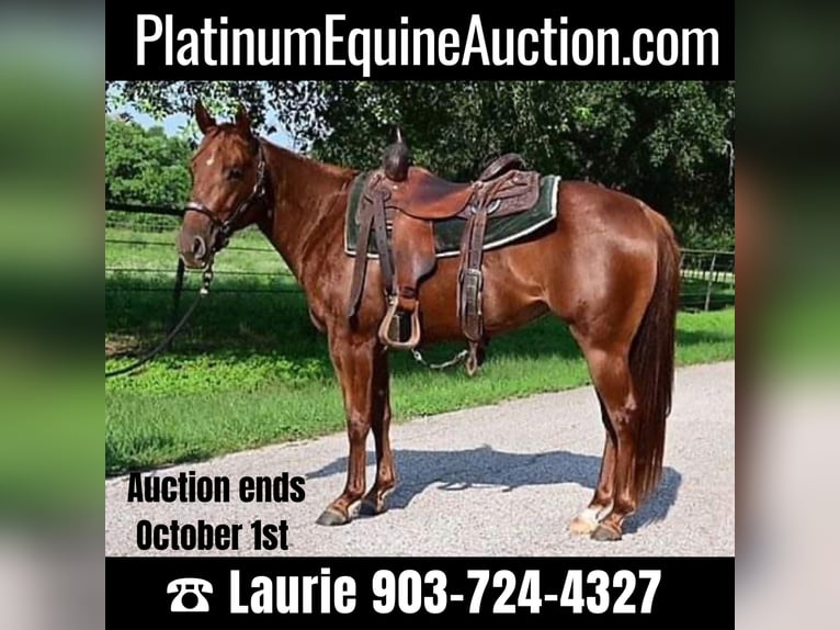 American Quarter Horse Wallach 3 Jahre 140 cm Dunkelfuchs in Athens TX