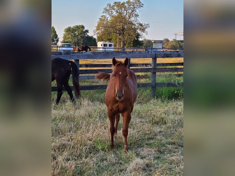 American Quarter Horse Wallach 3 Jahre 140 cm Dunkelfuchs in Athens TX