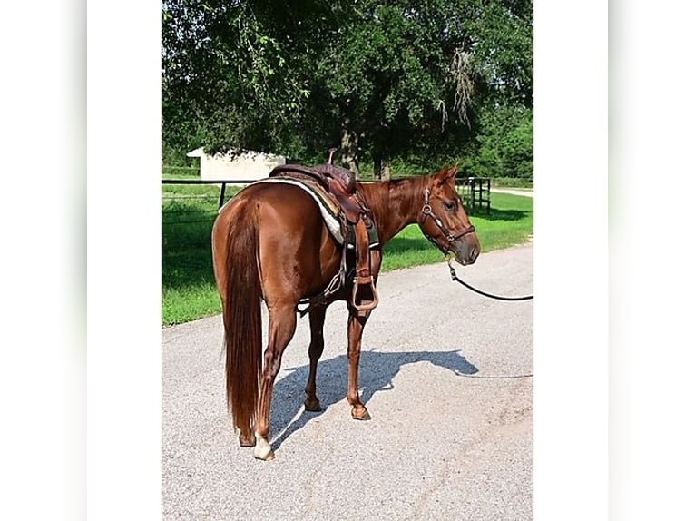 American Quarter Horse Wallach 3 Jahre 140 cm Dunkelfuchs in Athens TX