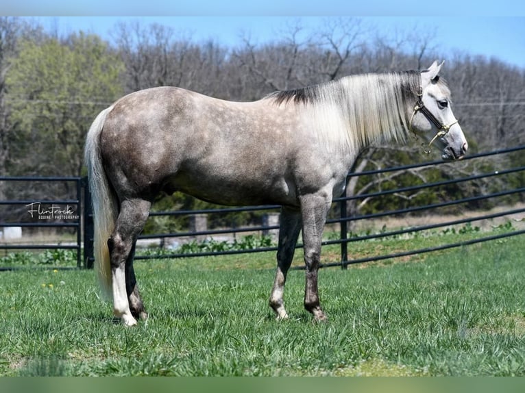 American Quarter Horse Wallach 3 Jahre 140 cm Schimmel in Mount Vernon, MO