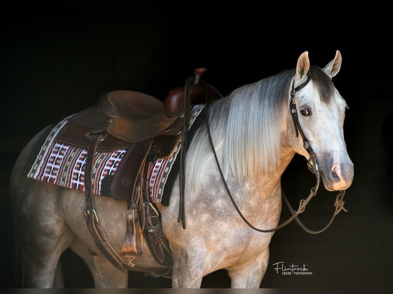 American Quarter Horse Wallach 3 Jahre 140 cm Schimmel in Mount Vernon, MO