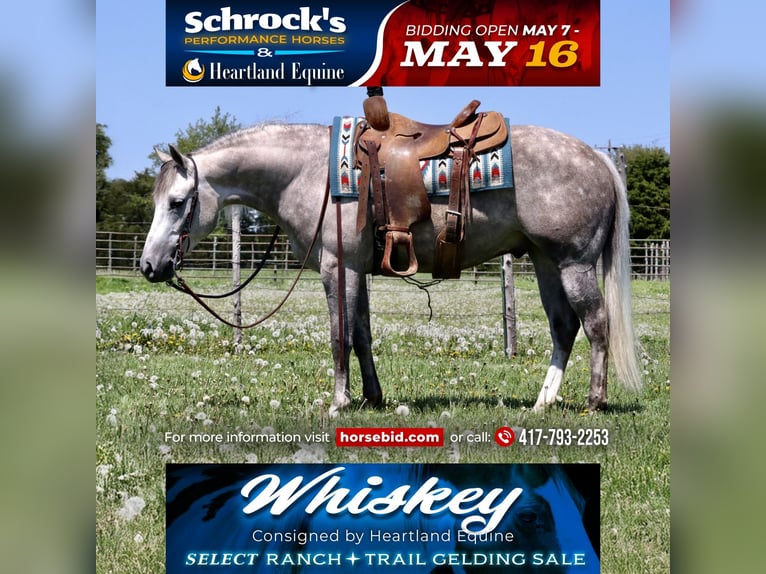 American Quarter Horse Wallach 3 Jahre 140 cm Schimmel in Mount Vernon, MO