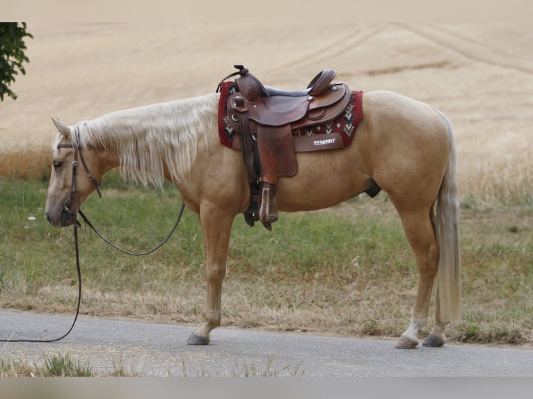 American Quarter Horse Wallach 3 Jahre 141 cm Palomino in Kastellaun