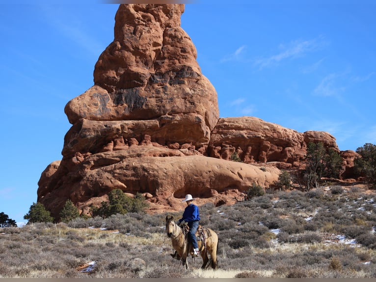 American Quarter Horse Wallach 3 Jahre 142 cm Buckskin in Nunn