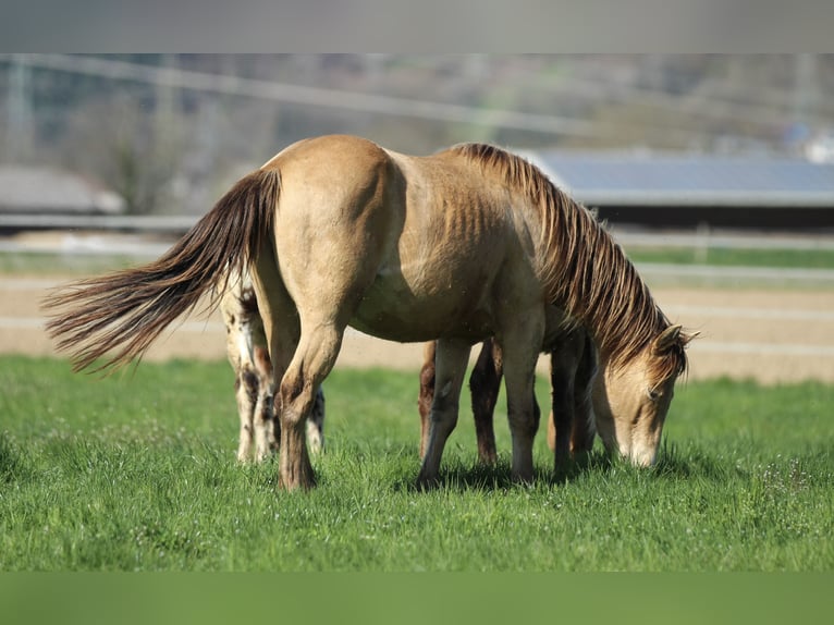 American Quarter Horse Wallach 3 Jahre 142 cm Champagne in Waldshut-Tiengen
