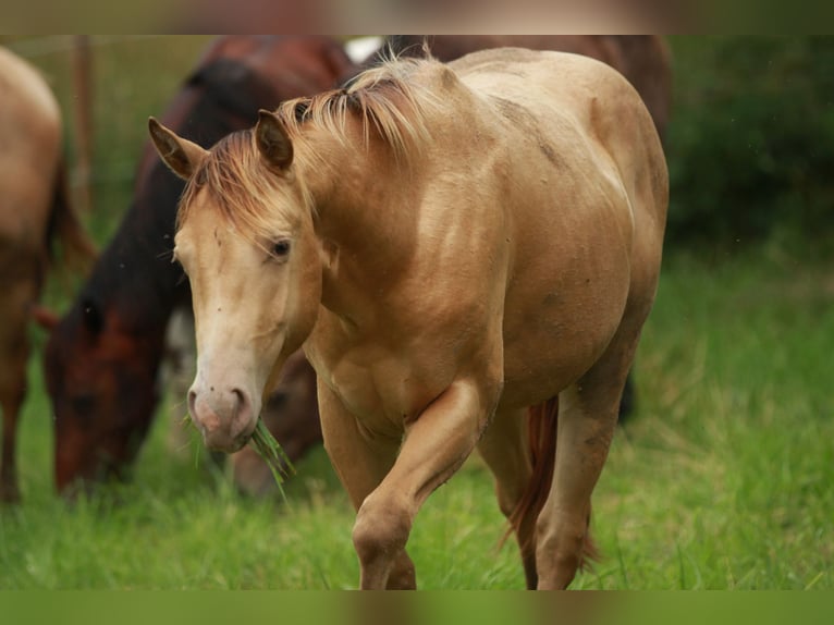 American Quarter Horse Wallach 3 Jahre 142 cm Champagne in Waldshut-Tiengen