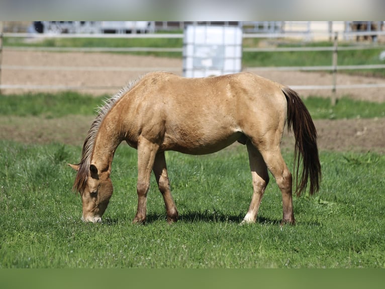 American Quarter Horse Wallach 3 Jahre 142 cm Champagne in Waldshut-Tiengen