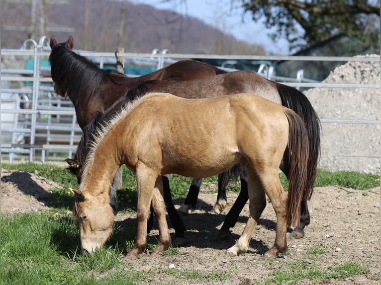 American Quarter Horse Wallach 3 Jahre 142 cm Champagne in Waldshut-Tiengen