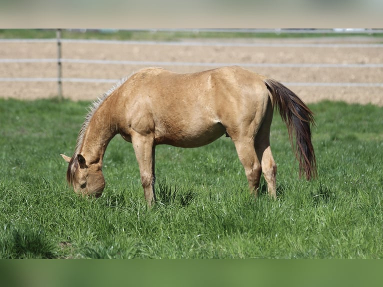 American Quarter Horse Wallach 3 Jahre 142 cm Champagne in Waldshut-Tiengen