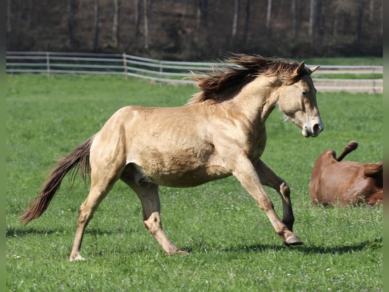 American Quarter Horse Wallach 3 Jahre 142 cm Champagne in Waldshut-Tiengen