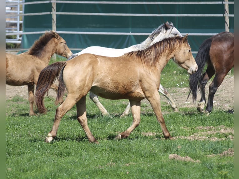 American Quarter Horse Wallach 3 Jahre 142 cm Champagne in Waldshut-Tiengen