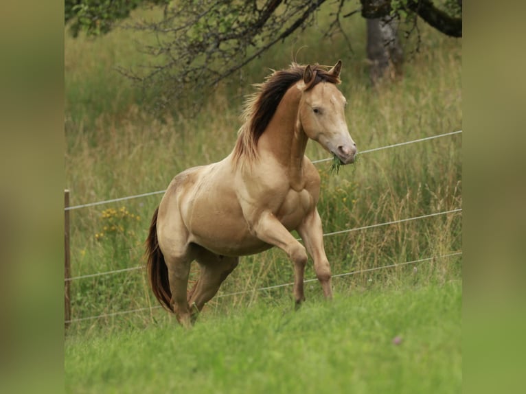 American Quarter Horse Wallach 3 Jahre 142 cm Champagne in Waldshut-Tiengen
