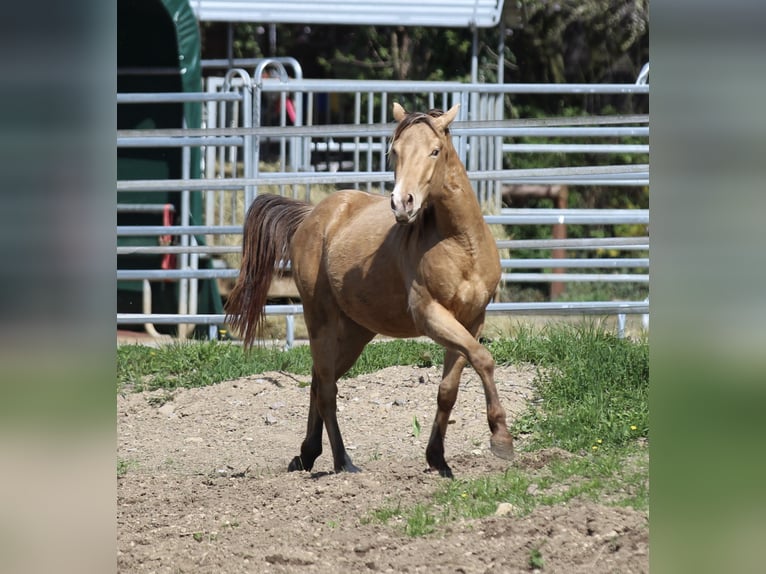 American Quarter Horse Wallach 3 Jahre 142 cm Champagne in Waldshut-Tiengen
