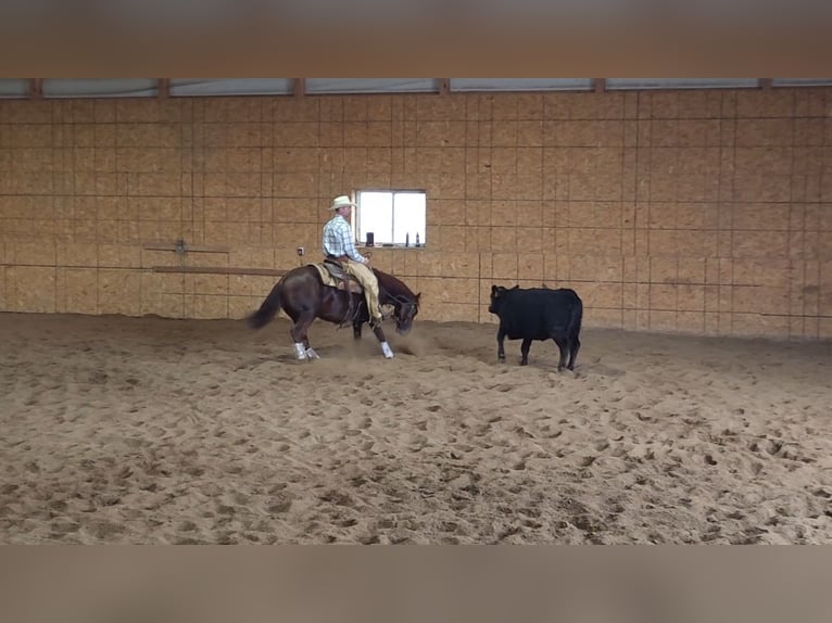 American Quarter Horse Wallach 3 Jahre 142 cm Dunkelfuchs in Bellevue, IA