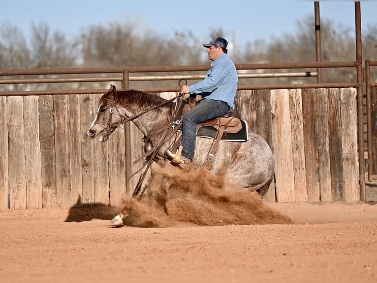 American Quarter Horse Wallach 3 Jahre 142 cm Roan-Red in Waco