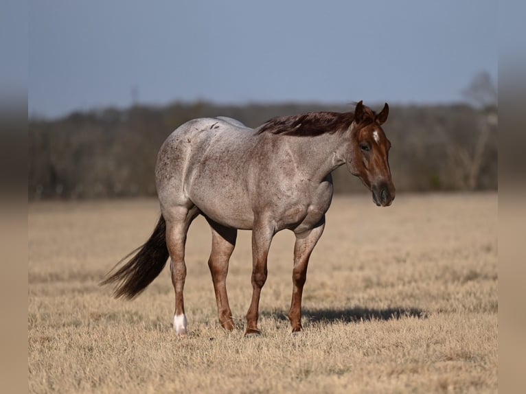 American Quarter Horse Wallach 3 Jahre 142 cm Roan-Red in Waco