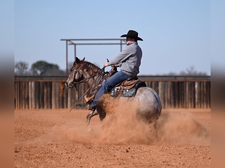 American Quarter Horse Wallach 3 Jahre 142 cm Roan-Red in Waco