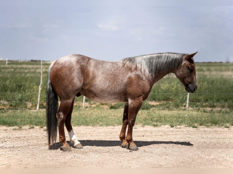 American Quarter Horse Wallach 3 Jahre 142 cm Roan-Red in Amarillo