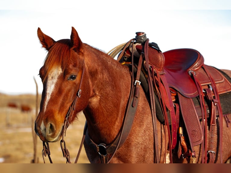 American Quarter Horse Wallach 3 Jahre 142 cm Roan-Red in Saint Anthony