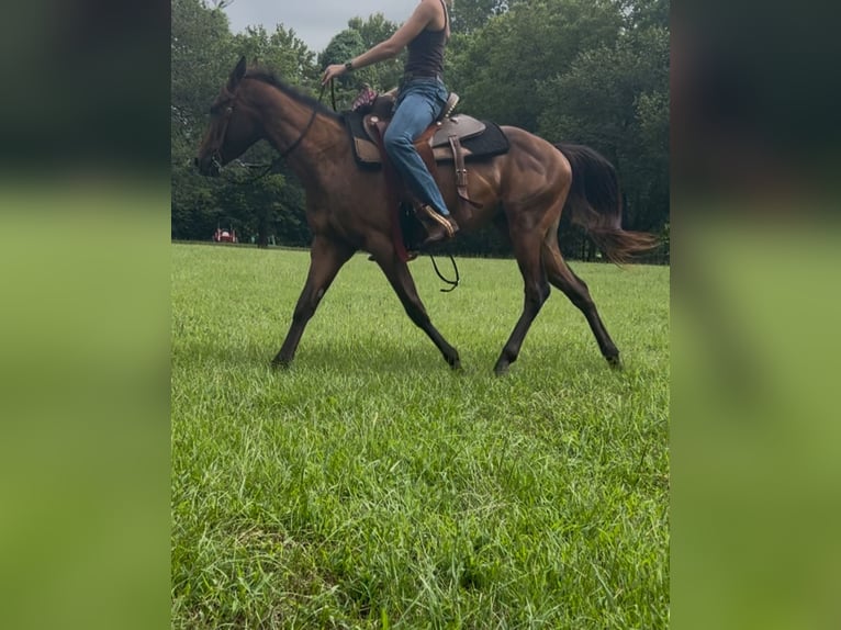 American Quarter Horse Wallach 3 Jahre 142 cm Rotbrauner in Remlap, Al