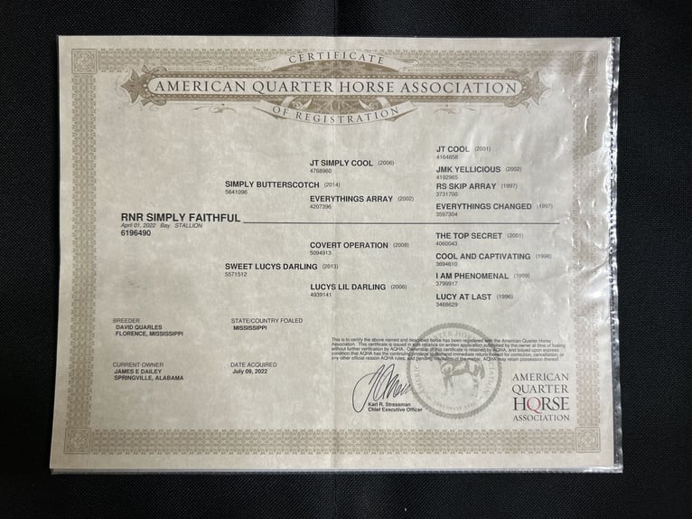 American Quarter Horse Wallach 3 Jahre 142 cm Rotbrauner in Remlap, Al