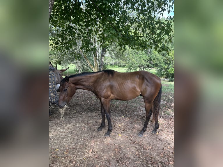 American Quarter Horse Wallach 3 Jahre 142 cm Rotbrauner in Remlap, Al