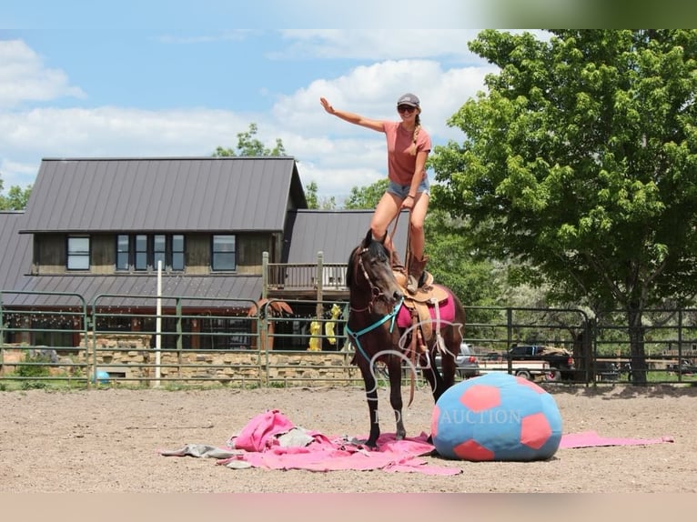 American Quarter Horse Wallach 3 Jahre 142 cm Rotbrauner in Fort Collins, CO